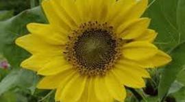 Timeline: Science IHP 2