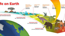 Timeline: THE LIFE TIMELINE