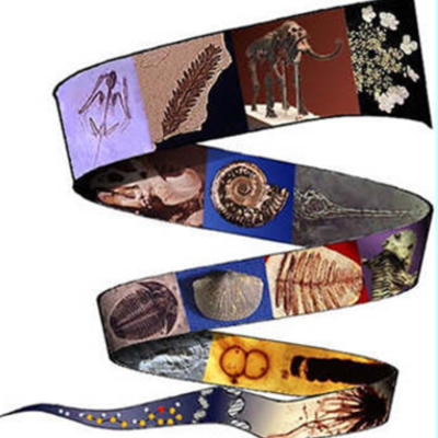 Timeline: The Evolution