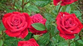 Timeline: Моя жизнь с рождения до сегодняшнего дня