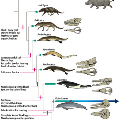 Timeline: The Evolution Of Whales
