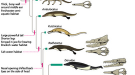 Timeline: The Evolution Of Whales
