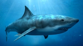 Timeline: Shark Evolution