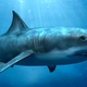 Megalodon shark3
