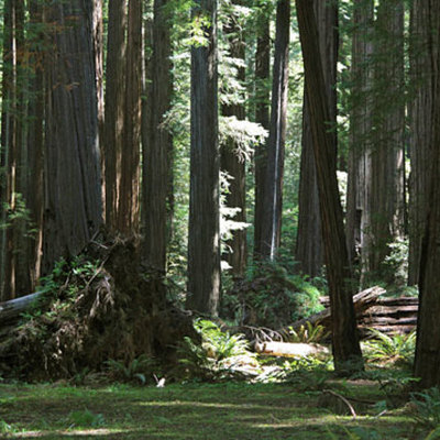 Timeline: Genus Sequoia