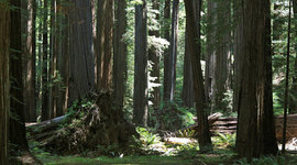 Timeline: Genus Sequoia