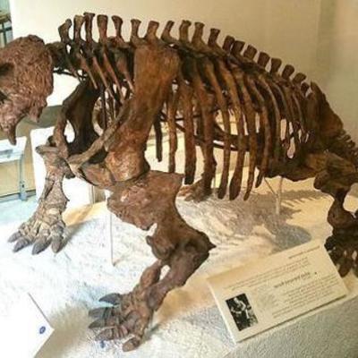 Timeline: ANIMALES EXTINTOS