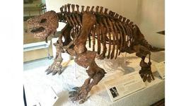 Timeline: ANIMALES EXTINTOS