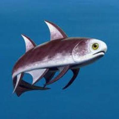 Timeline: Evolutionary Timeline of the Shark