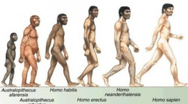 Timeline: El origen del hombre