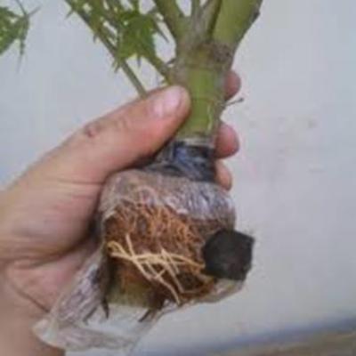 Timeline: acodos aereos