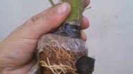 Timeline: acodos aereos