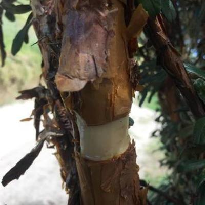 Timeline: Acodo Aereo