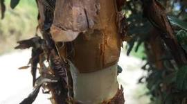 Timeline: Acodo Aereo