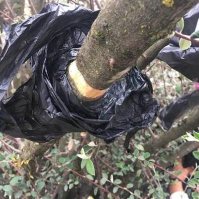 Timeline: Acodo Aéreo