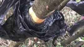 Timeline: Acodo Aéreo