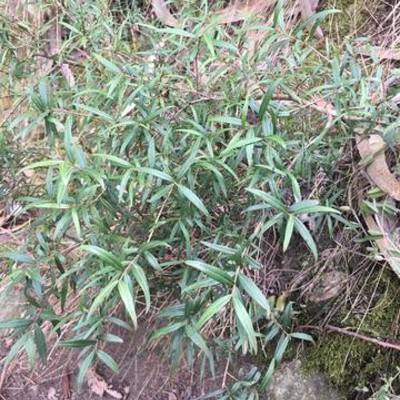 Timeline: Extracción natural