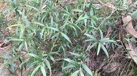 Timeline: Extracción natural