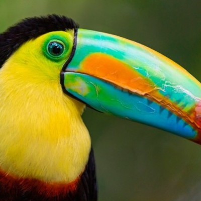 Timeline: Aves En Vía De Extinción o Extintas