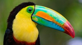 Timeline: Aves En Vía De Extinción o Extintas