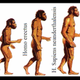 Escala de la evolucion humana