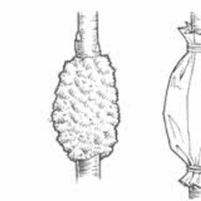 Timeline: Acodos Aereos