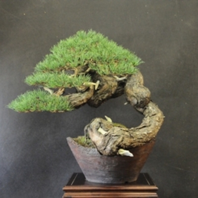 Timeline: Elaboración de un segundo bonsai.