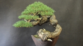 Timeline: Elaboración de un segundo bonsai.