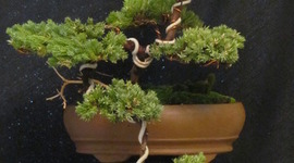 Timeline: Elaboración de un tercer bonsai