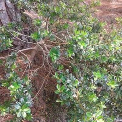 Timeline: Bonsái de Marar Por extracción