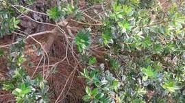 Timeline: Bonsái de Marar Por extracción