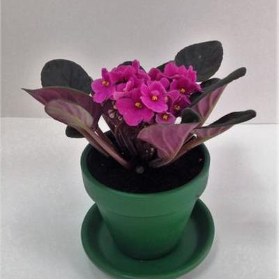 Timeline: Propagacion in-vitro de violeta africana con hormonas naturales (infucion de sauce, germinadode lenteja) n medio de cultivo.