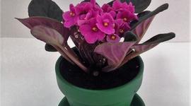 Timeline: Propagacion in-vitro de violeta africana con hormonas naturales (infucion de sauce, germinadode lenteja) n medio de cultivo.