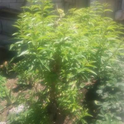 Timeline: REALIZACION DE 2 ACODOS AEREOS DE CEDRON Y UNA DE MANZANA.