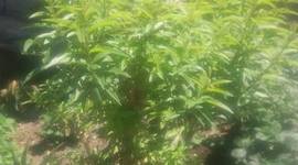 Timeline: REALIZACION DE 2 ACODOS AEREOS DE CEDRON Y UNA DE MANZANA.