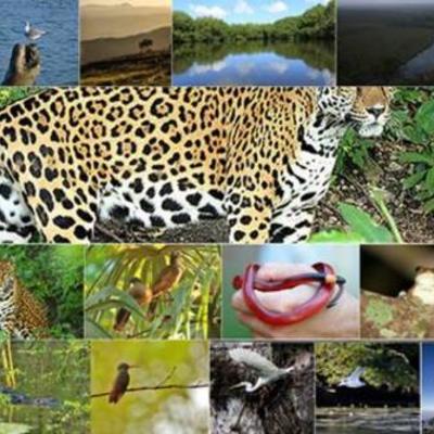 Timeline: Postulados sobre la evolución del concepto ecosistemas.