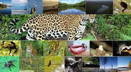 Timeline: Postulados sobre la evolución del concepto ecosistemas.