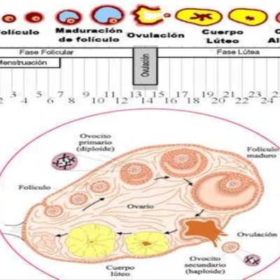 Timeline: Ciclo Ovarico- Enfasis en Planificacion Familiar