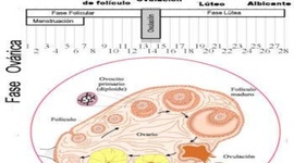 Timeline: Ciclo Ovarico- Enfasis en Planificacion Familiar
