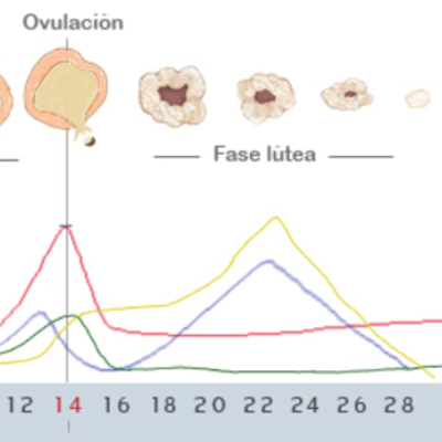 Timeline: Ciclo ovárico