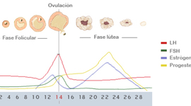 Timeline: Ciclo ovárico