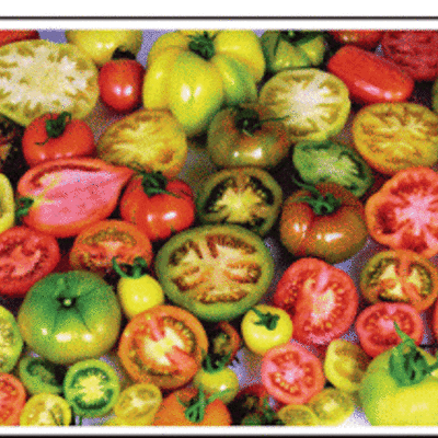 Timeline: The Colonial journey of the tomato into classic French Cuisine