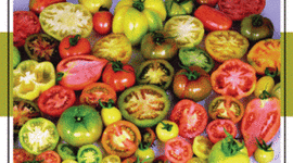 Timeline: The Colonial journey of the tomato into classic French Cuisine