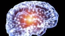 Timeline: Développement du cerveau