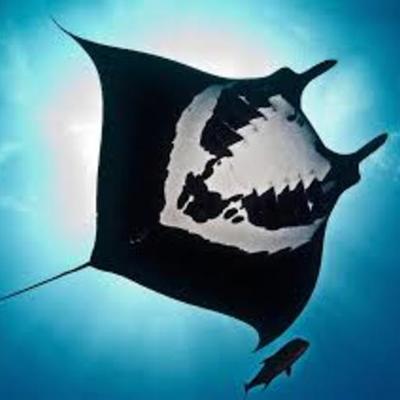 Timeline: Manta birostris