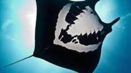 Timeline: Manta birostris