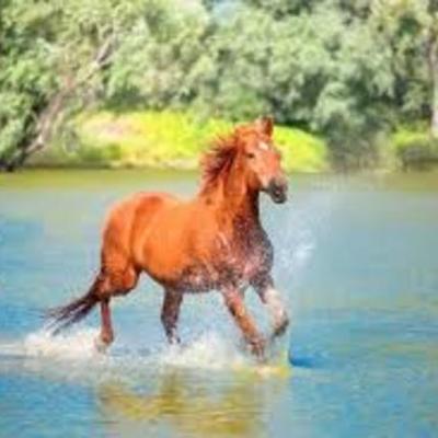 Timeline: EVOLUCIÓN DEL CABALLO