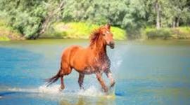 Timeline: EVOLUCIÓN DEL CABALLO