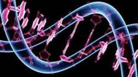 Timeline: Avances de ingeniería genética