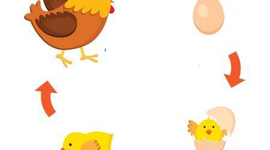 Timeline: CICLO DE VIDA DE LA GALLIN